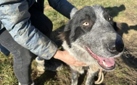 Enola kann mit Tieren & sucht Zuhause