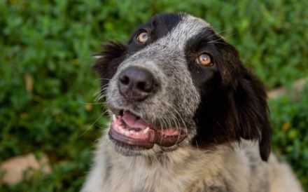 Enola kann mit Tieren & sucht Zuhause