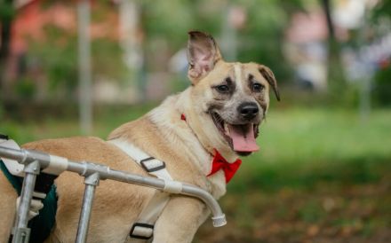 Ein besonderes Zuhause für tapferen Junghund Rolli gesucht