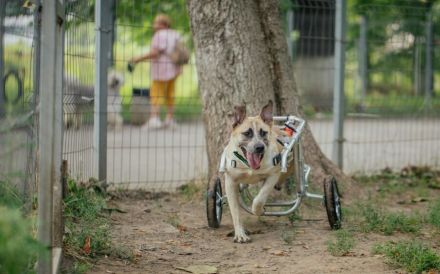 Ein besonderes Zuhause für tapferen Junghund Rolli gesucht