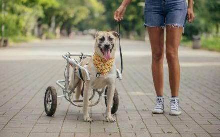Ein besonderes Zuhause für tapferen Junghund Rolli gesucht