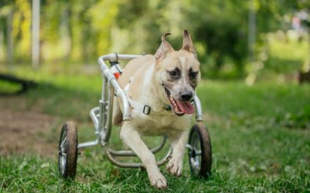 Ein besonderes Zuhause für tapferen Junghund Rolli gesucht