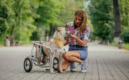 Ein besonderes Zuhause für tapferen Junghund Rolli gesucht
