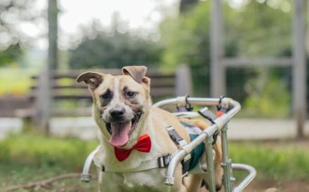 Ein besonderes Zuhause für tapferen Junghund Rolli gesucht