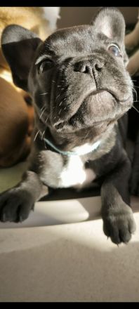 Französische Bulldogge Welpe