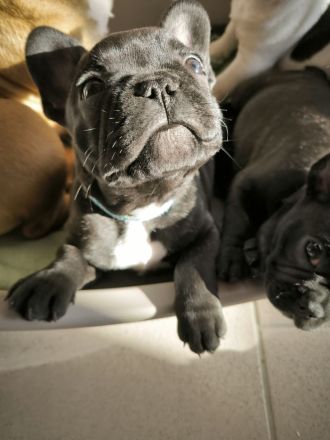 Französische Bulldogge Welpe