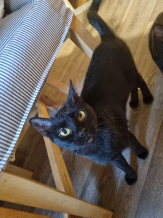 Katze sucht ein neues und liebevolles Zuhause