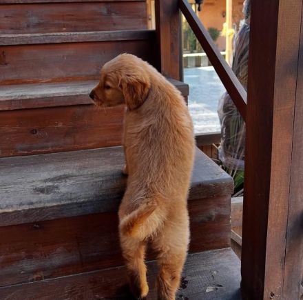 süßer Golden Retriever Welpe sucht dringend neues Zuhause.