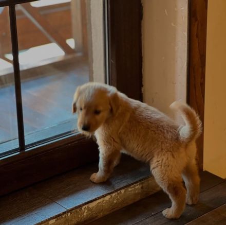 süßer Golden Retriever Welpe sucht dringend neues Zuhause.