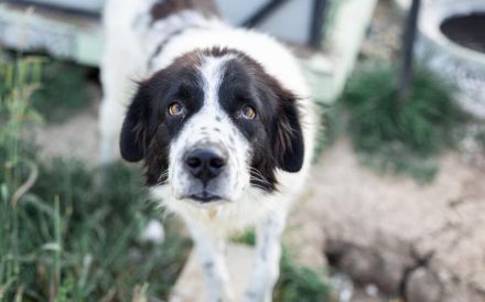 Tolle Naomi sucht ein Zuhause. Adopt don´t shop.