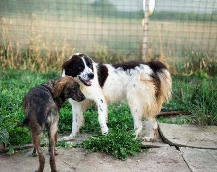 Tolle Naomi sucht ein Zuhause. Adopt don´t shop.