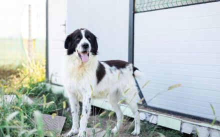 Tolle Naomi sucht ein Zuhause. Adopt don´t shop.