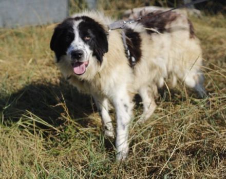 Tolle Naomi sucht ein Zuhause. Adopt don´t shop.