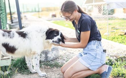 Tolle Naomi sucht ein Zuhause. Adopt don´t shop.