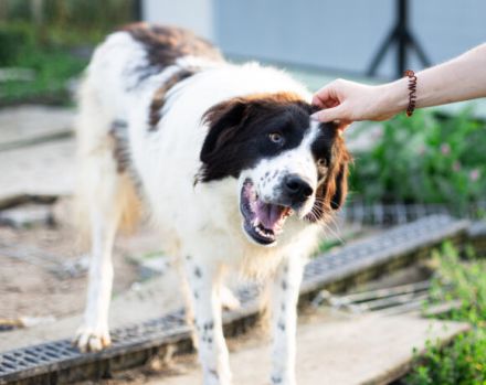 Tolle Naomi sucht ein Zuhause. Adopt don´t shop.