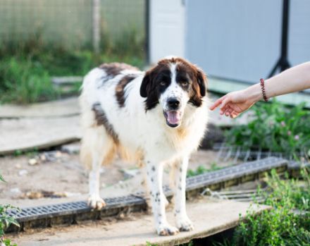 Tolle Naomi sucht ein Zuhause. Adopt don´t shop.