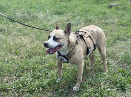 Briana sucht ein Zuhause außerhalb DE