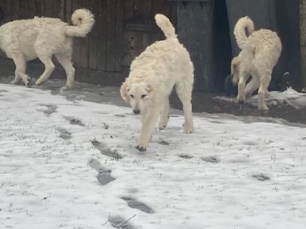 Kuvasz Rüde