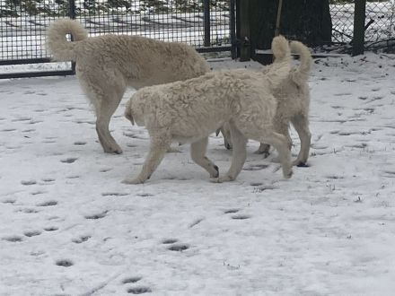 Kuvasz Rüde