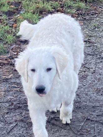 Kuvasz Rüde