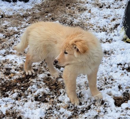 Schäferhund/Akita/Harzer Fuchs Mischlingswelpen