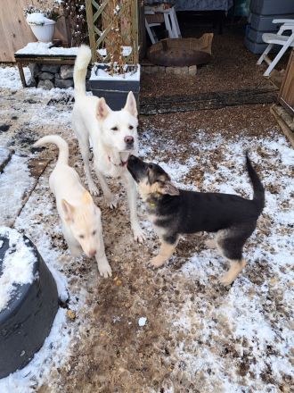 Schäferhund/Akita/Harzer Fuchs Mischlingswelpen