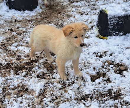 Schäferhund/Akita/Harzer Fuchs Mischlingswelpen