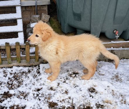 Schäferhund/Akita/Harzer Fuchs Mischlingswelpen