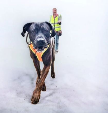 Mantrailing - Hundeschule