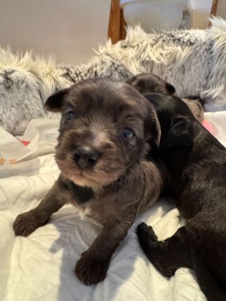 Toypudel biewer Welpen tree color +black-brown