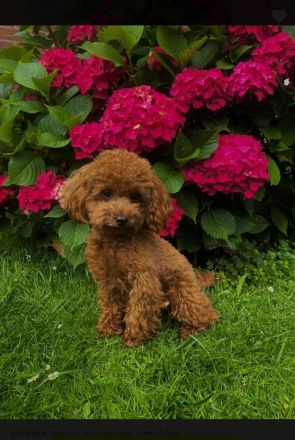 Toypudel biewer Welpen tree color +black-brown