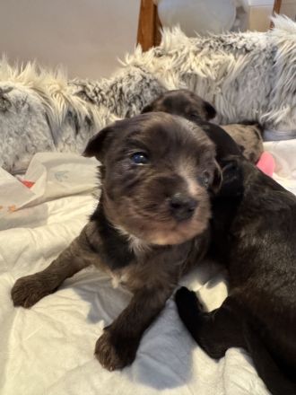 Toypudel biewer Welpen tree color +black-brown