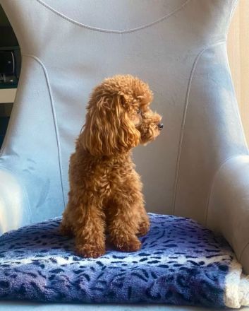 Toypudel biewer Welpen tree color +black-brown