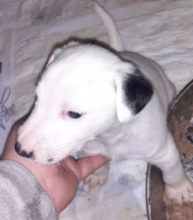 Parson Jack Russell Welpen