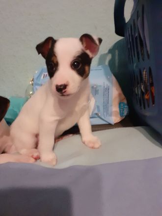 Parson Jack Russell Welpen