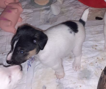 Parson Jack Russell Welpen