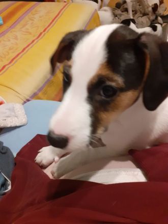 Parson Jack Russell Welpen