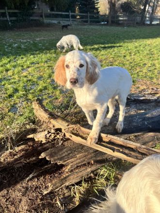 Sehr liebe English Setter Welpen mit Stammbaum
