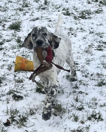 Sehr liebe English Setter Welpen mit Stammbaum