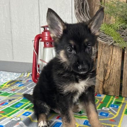 Entzückende Deutsche Schäferhunde