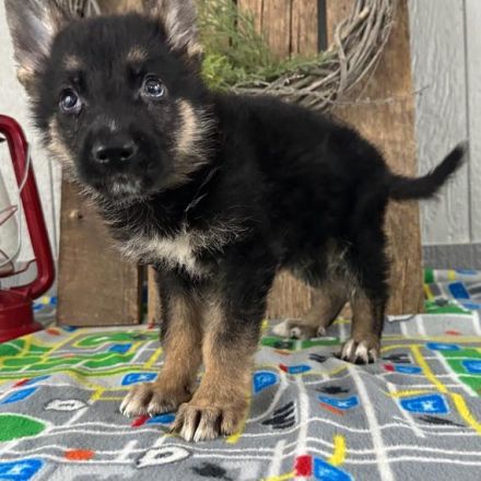 Entzückende Deutsche Schäferhunde