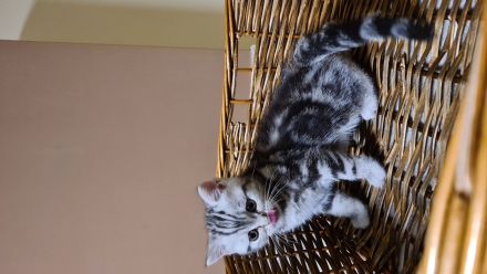Bkh kitten British Kurzhaar whiskas tabby mit Stammbaum