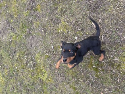 Rottweiler Welpen