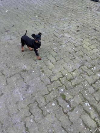 Rottweiler Welpen