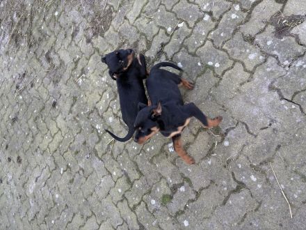 Rottweiler Welpen
