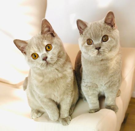 \"Wunderschöne BKH Katzen mit Stammbaum und Zuchtfreigabe