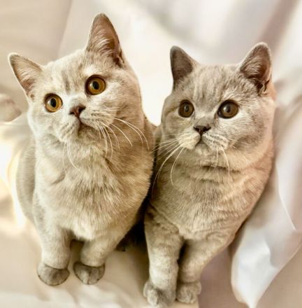 \"Wunderschöne BKH Katzen mit Stammbaum und Zuchtfreigabe