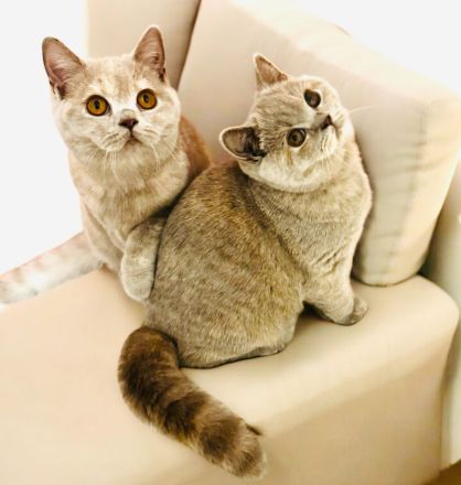 \"Wunderschöne BKH Katzen mit Stammbaum und Zuchtfreigabe