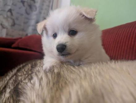 Plüschige Knutschkugeln dürfen bald ausziehen. Pomchi, Pomeranian Chihuahua