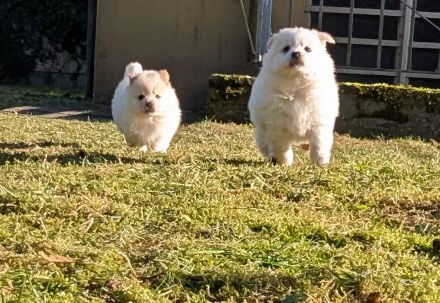 Plüschige Knutschkugeln dürfen bald ausziehen. Pomchi, Pomeranian Chihuahua